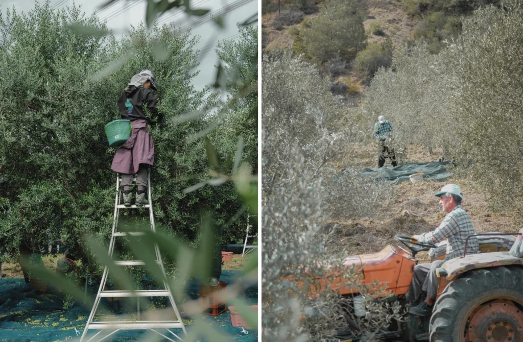 Zeytinlikte çalışan kadın ve erkekler, file torbalarla zeytin toplarken