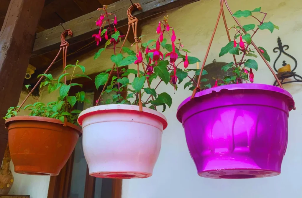 Cumalıkızık Küpeli Ev’in bahçesinde yer alan rengarenk küpeli çiçekler, geleneksel taş duvar önünde