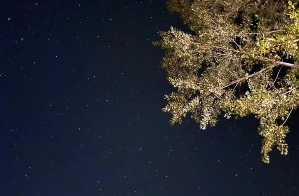 Gece yıldızlı gökyüzü ve ağaç dalları manzarası